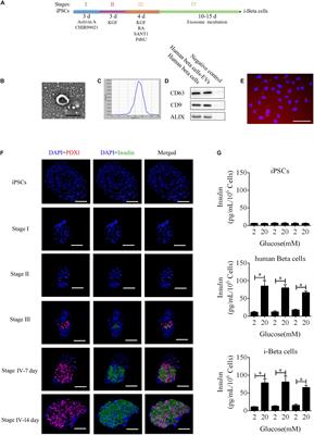 miR-212/132-Enriched Extracellular Vesicles Promote Differentiation of Induced Pluripotent Stem Cells Into Pancreatic Beta Cells